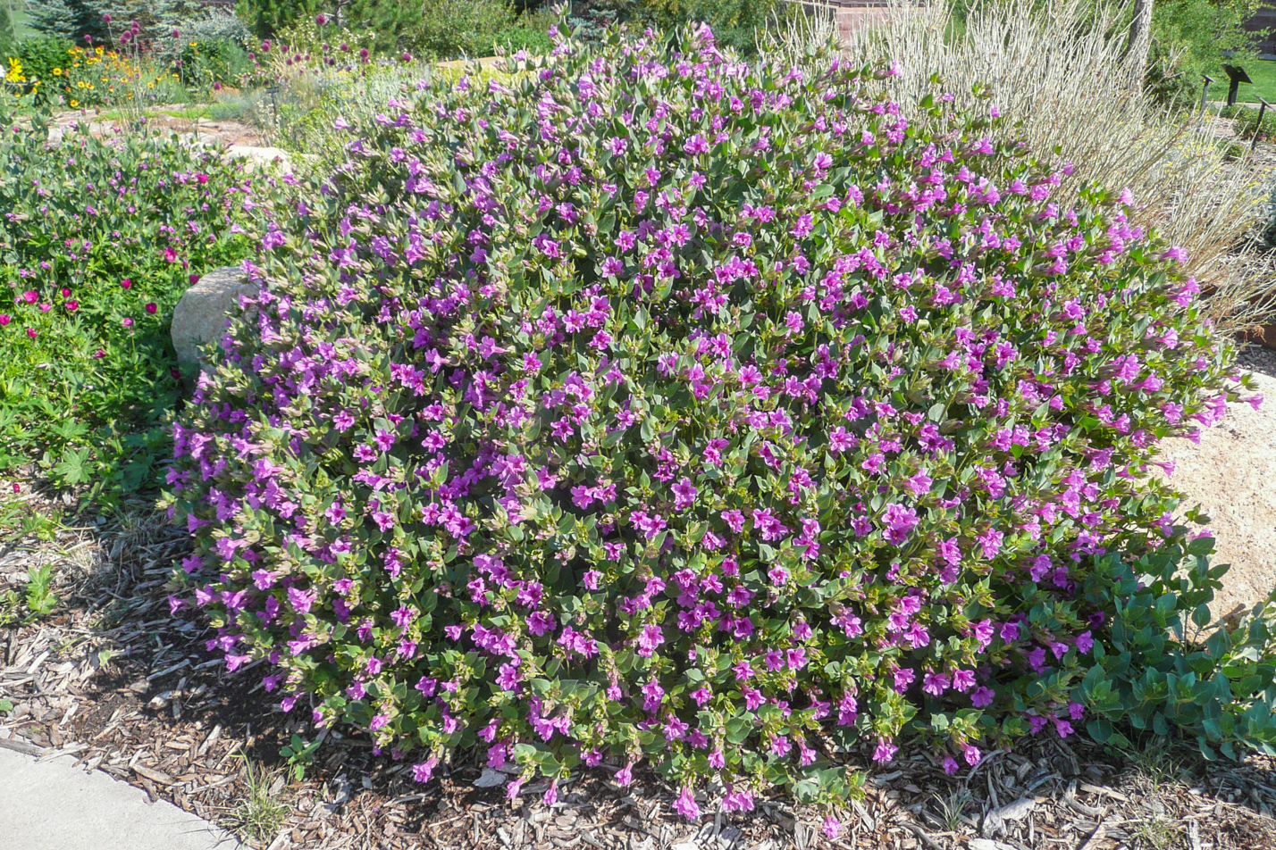 Colorado Four O'Clock